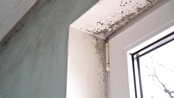 Best Residential Mold Removal  in Palmyra, NJ